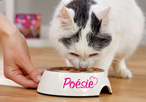Kot zjada Poésie z miski